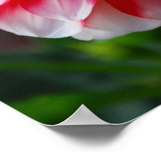 Dahlia Poster (Ecke)