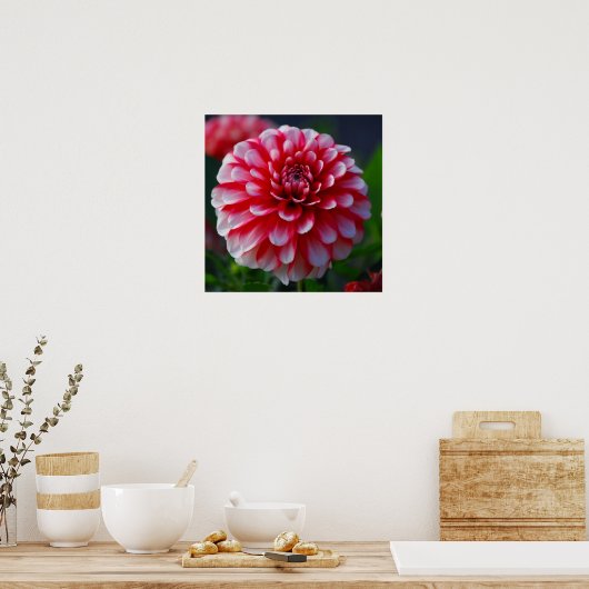 Dahlia Poster (Küche)
