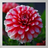Dahlia Poster (Vorne)