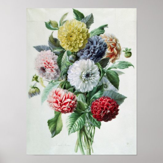 Dahlia Poster (Vorne)