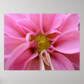 Dahlia Poster (Vorne)