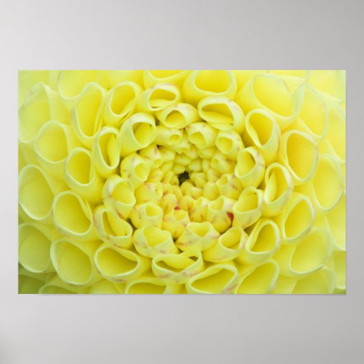 Dahlia Poster (Vorne)