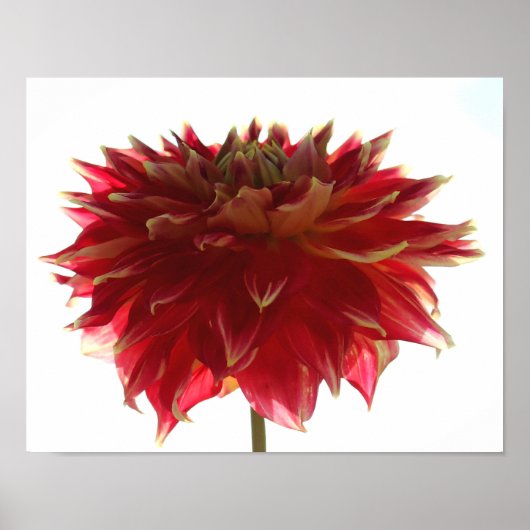 Dahlia Poster (Vorne)