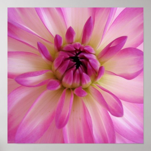 Dahlia Poster (Vorne)