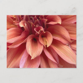 Dahlia Postkarte