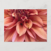 Dahlia Postkarte (Vorderseite)