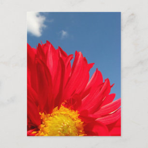 Dahlia Postkarte