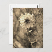 Dahlia Postkarte (Vorne/Hinten)
