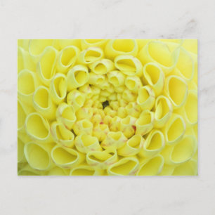Dahlia Postkarte