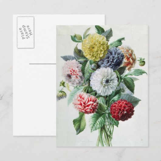 Dahlia Postkarte (Vorne/Hinten)