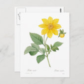 Dahlia Postkarte (Vorne/Hinten)