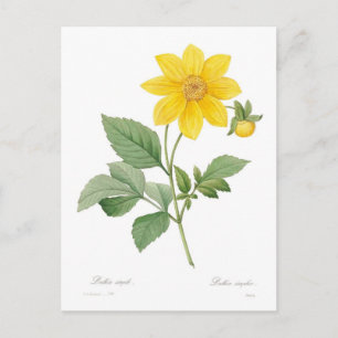 Dahlia Postkarte