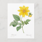 Dahlia Postkarte (Vorderseite)