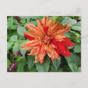 Dahlia Postkarte