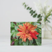 Dahlia Postkarte (Stehend Vorderseite)