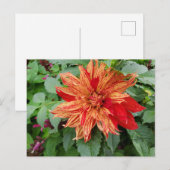 Dahlia Postkarte (Vorne/Hinten)