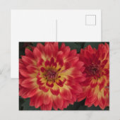 Dahlia Postkarte (Vorne/Hinten)