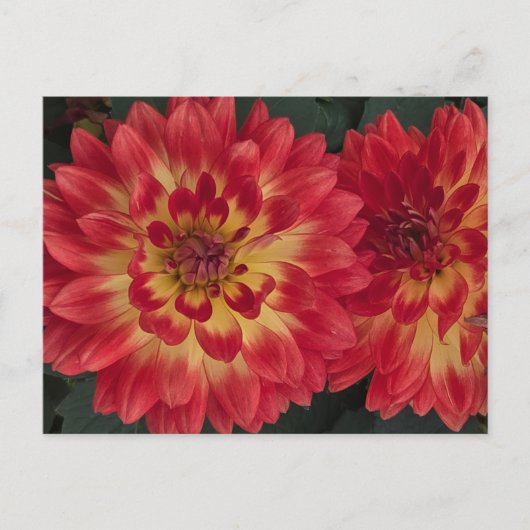Dahlia Postkarte (Vorderseite)