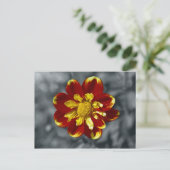 Dahlia-Postkarte Postkarte (Stehend Vorderseite)