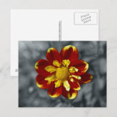 Dahlia-Postkarte Postkarte (Vorne/Hinten)