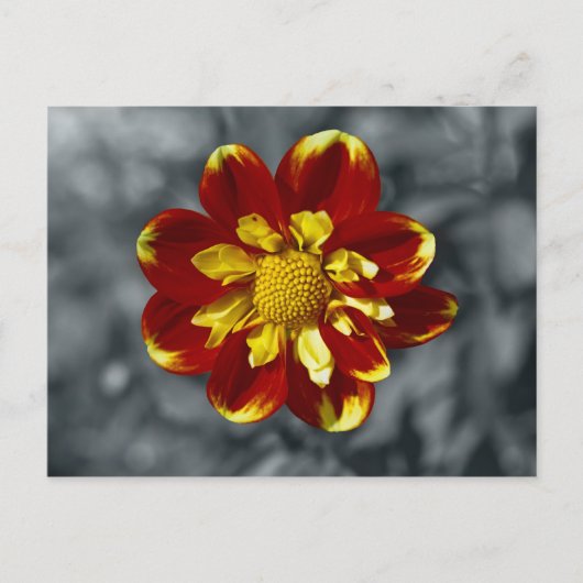 Dahlia-Postkarte Postkarte (Vorderseite)