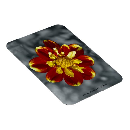 Dahlia Premium Magnet (Rechte Seite)