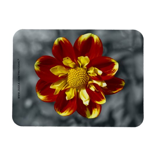 Dahlia Premium Magnet (Horizontal)