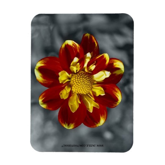 Dahlia Premium Magnet (Vertikal)