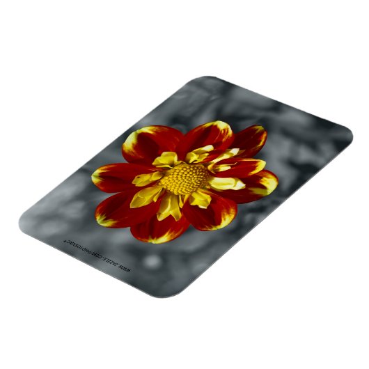 Dahlia Premium Magnet (Linke Seite)