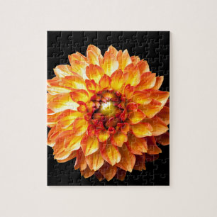Dahlia Puzzle