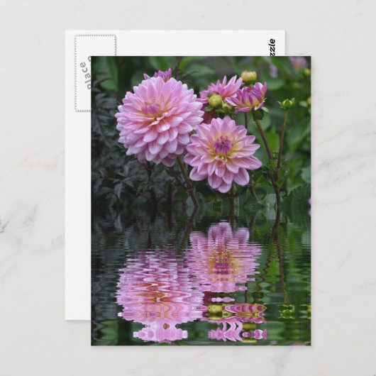 Dahlia Reflections Postkarte (Vorne/Hinten)