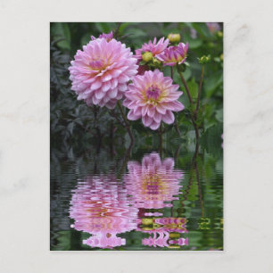Dahlia Reflections Postkarte