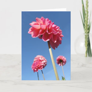 Dahlia, rosa große Blume, niedriger Winkel mit bla Karte