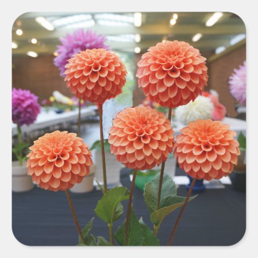 Dahlia Rose Toscano #1-1 Stickers (Vorderseite)