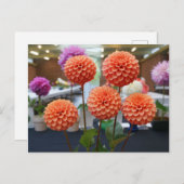 Dahlia Rose Toscano #1 Postkarte (Vorne/Hinten)