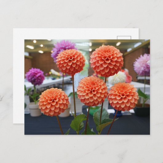 Dahlia Rose Toscano #1 Postkarte (Vorne/Hinten)