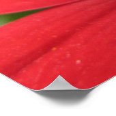 Dahlia (rot) poster (Ecke)