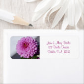 Dahlia-Rücksendeadresse (Insitu)