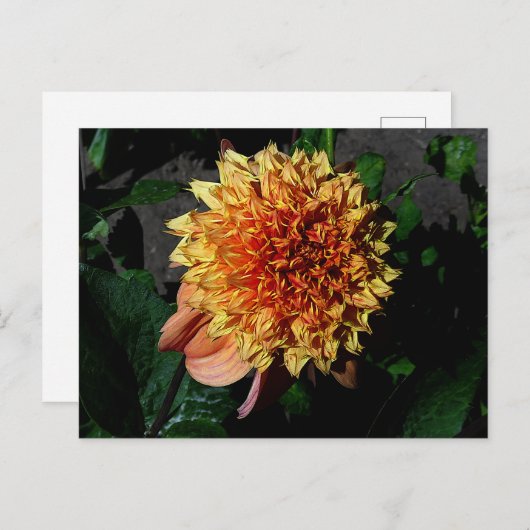 Dahlia Sandia Brocade#1 Postkarte (Vorne/Hinten)