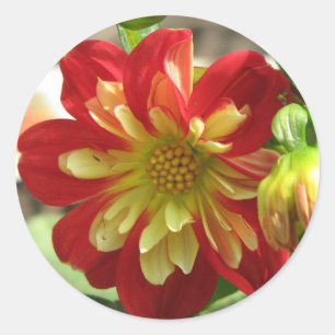 Dahlia Scarlet Runder Aufkleber