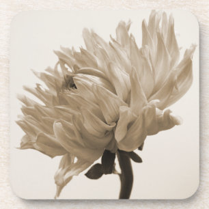 Dahlia sepia print getränkeuntersetzer
