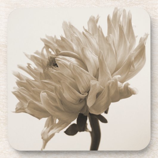 Dahlia sepia print getränkeuntersetzer (Vorderseite)