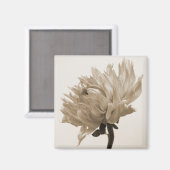 Dahlia sepia print magnet (Vorderseite/Rückseite)