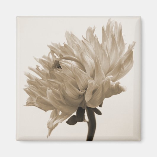 Dahlia sepia print magnet (Vorne)