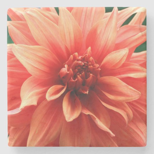 Dahlia Steinuntersetzer (Vorderseite)