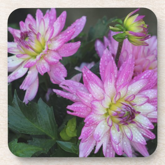 Dahlia Untersetzer (Vorderseite)