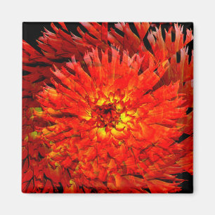Dahlia verbreitet...... magnet