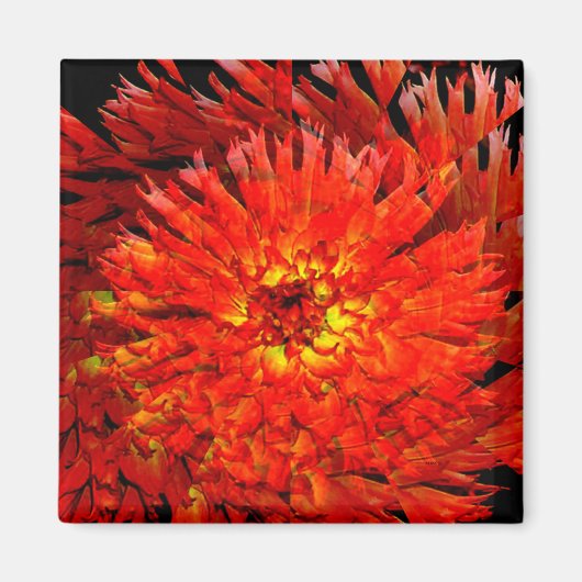 Dahlia verbreitet...... magnet (Vorne)