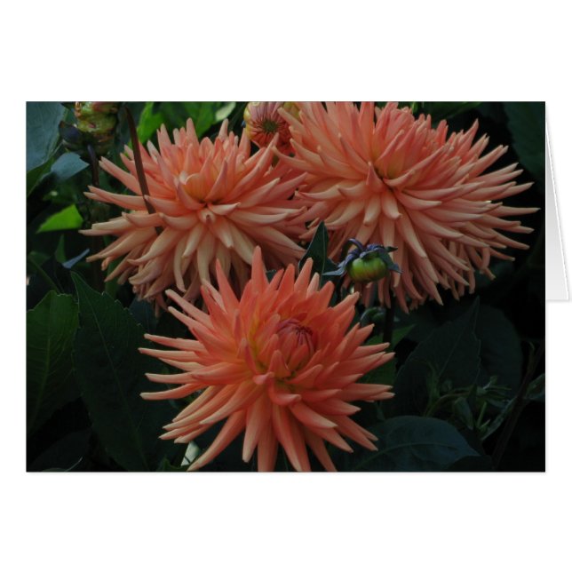 Dahlias (Vorderseite (Horizontal))