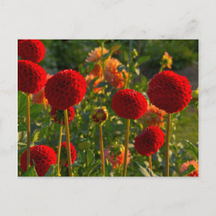 Dahlias, dahlia farm, Canby, Oregon, USA 3 Postkarte